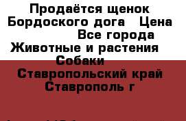 Продаётся щенок Бордоского дога › Цена ­ 37 000 - Все города Животные и растения » Собаки   . Ставропольский край,Ставрополь г.